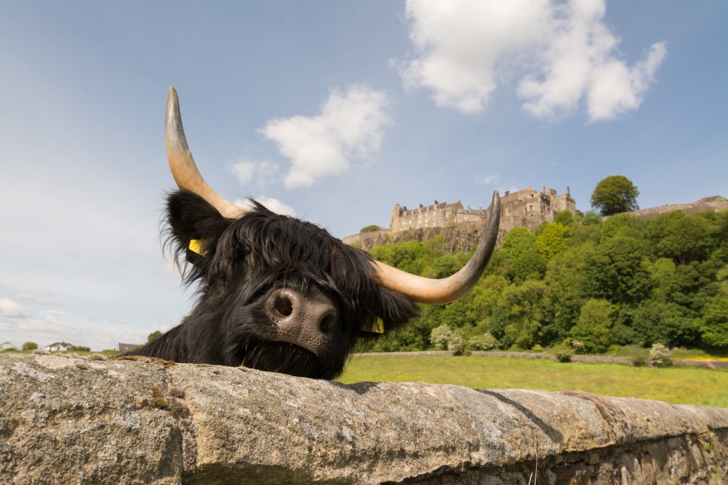 Η αγελαδα των Highlands με φόντο το κάστρο του Stirling